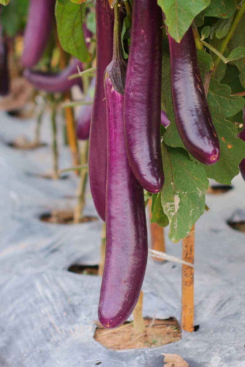 تصویر 1 از خرید و فروش بادمجان بلند آسیایی با شرایظ فوق العاده
